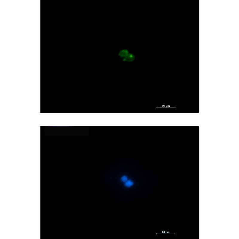 CD7 Antibody