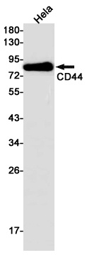 CD44 Rabbit mAb