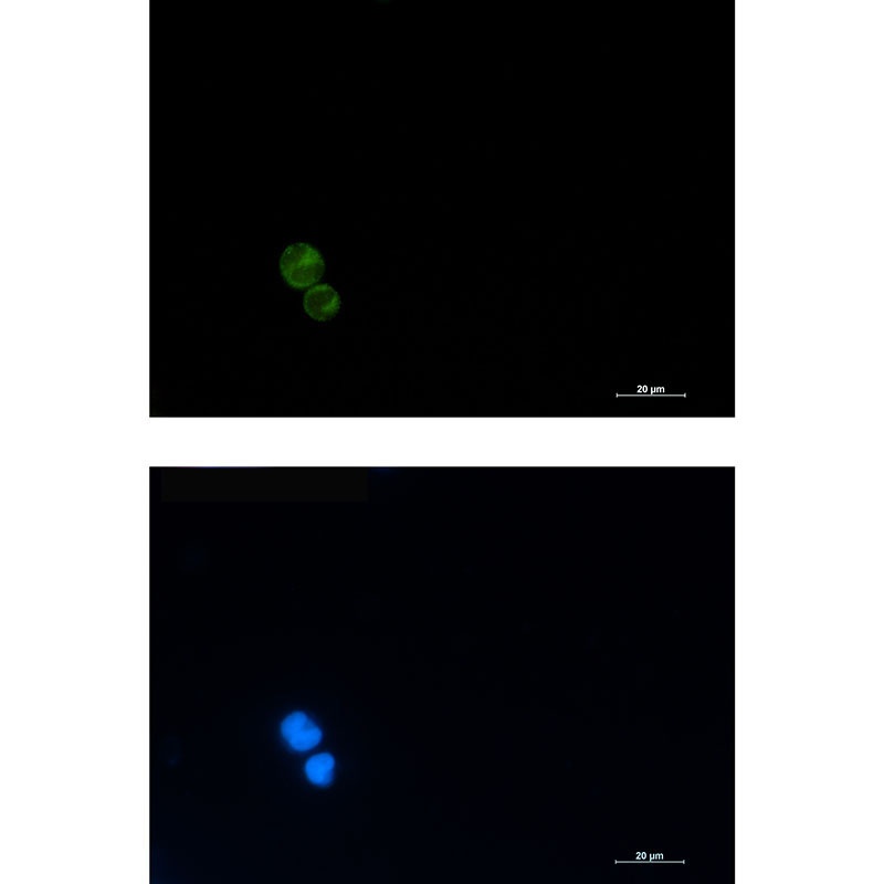 CD3G Antibody