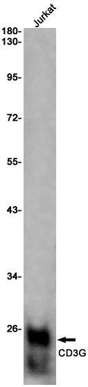 CD3G Antibody