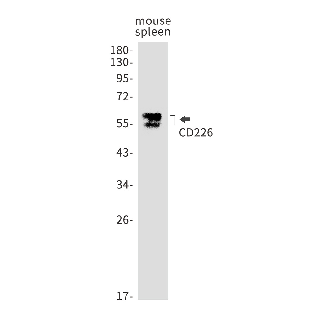 Cd226 Antibody