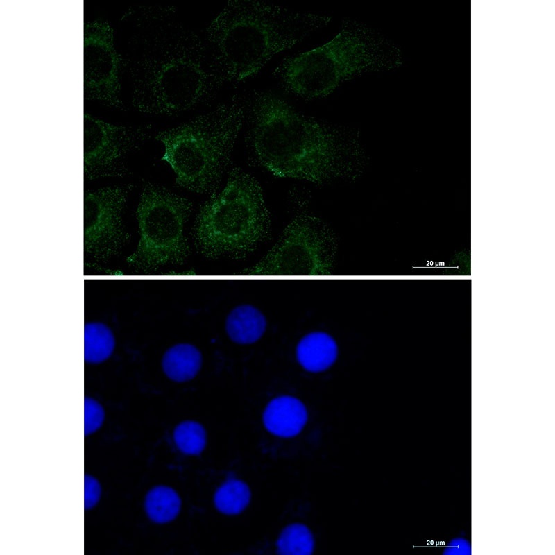 CAV2 Antibody