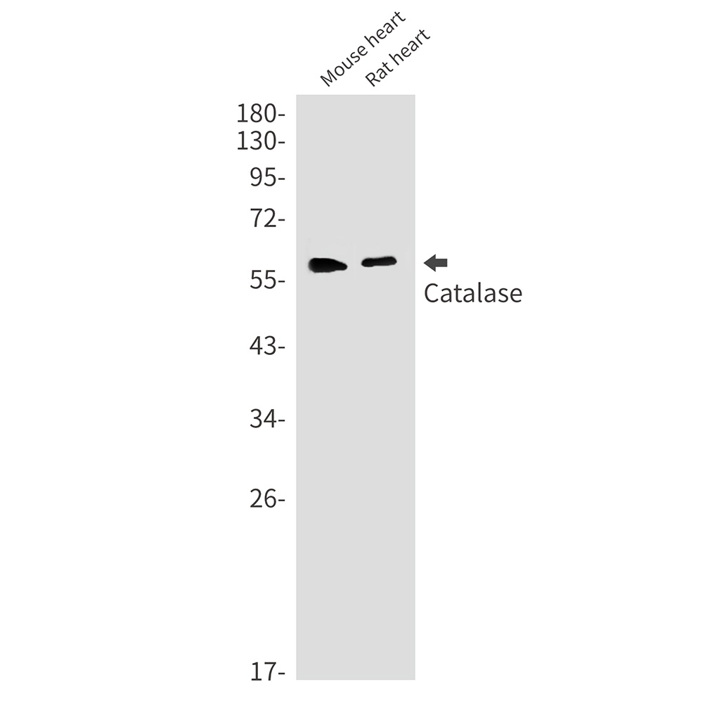 [KO] Catalase Rabbit mAb