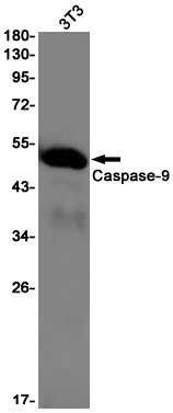 Casp9 Antibody
