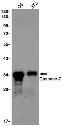 Casp7 Antibody