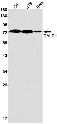 CALD1 Antibody