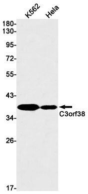 C3orf38 Antibody