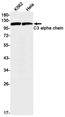 C3 Antibody