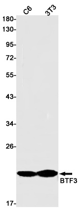 BTF3 Antibody