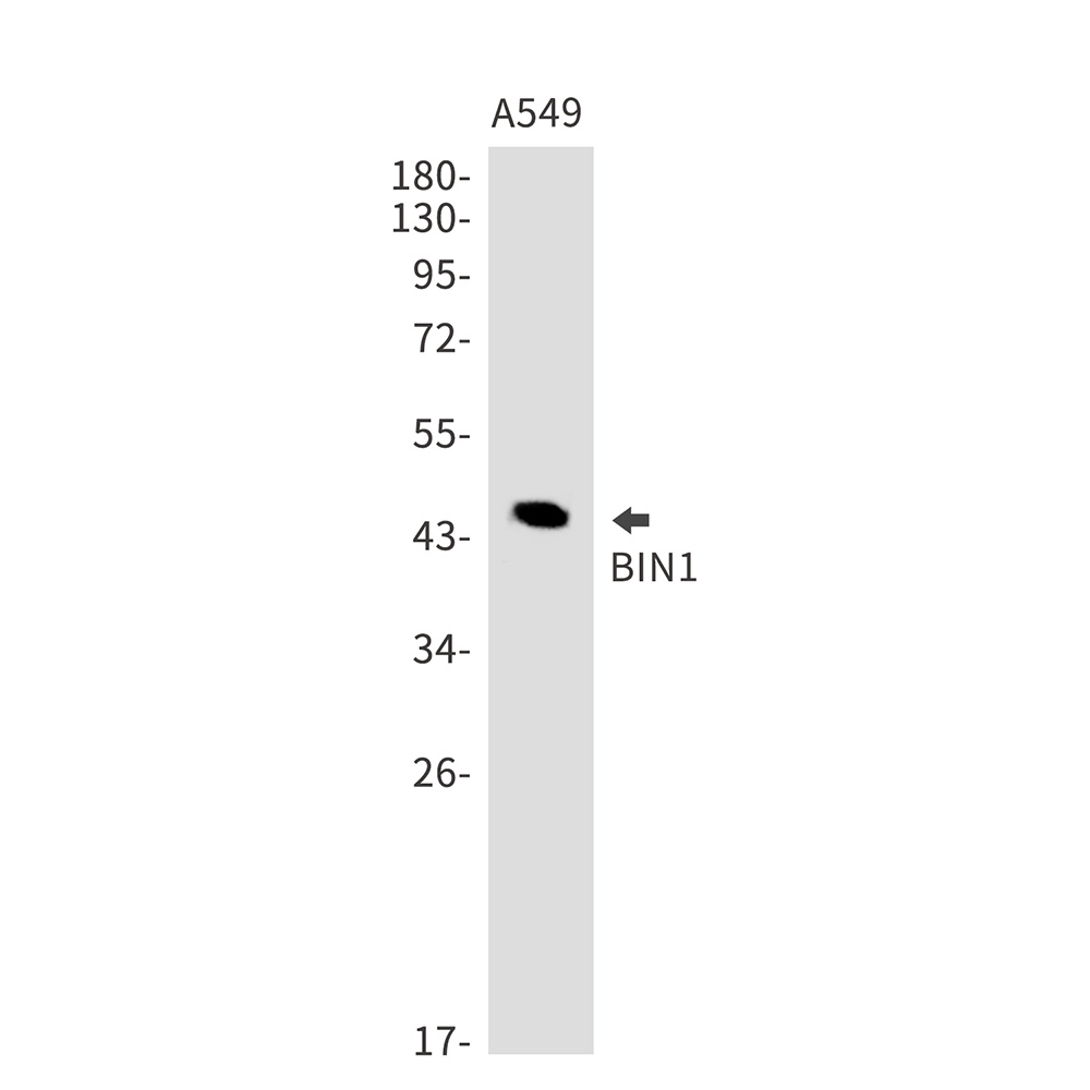 BIN1 Antibody
