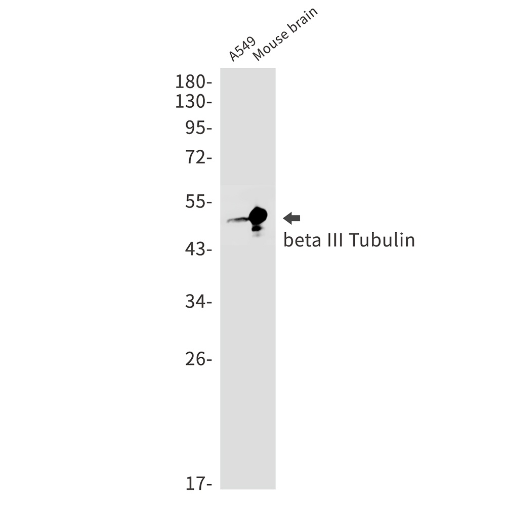 TUBB3 Antibody