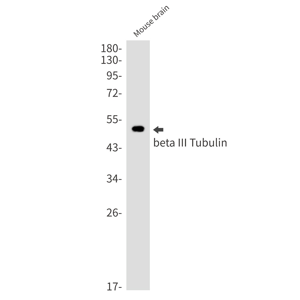 TUBB3 Antibody