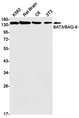 BAG6 Antibody