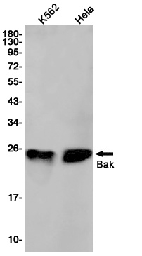 BAK1 Antibody