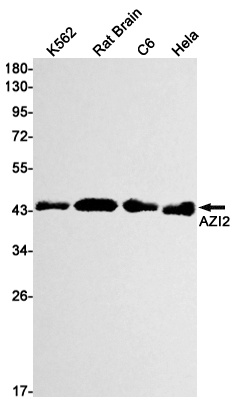 AZI2 Rabbit mAb