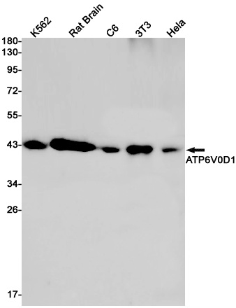 ATP6V0D1 Antibody