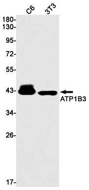 ATP1B3 Antibody