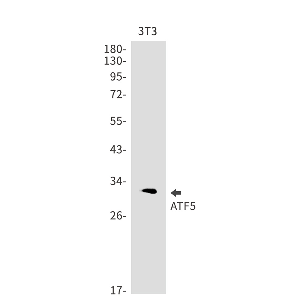 ATF5 Rabbit mAb