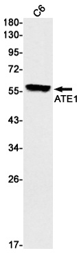 ATE1 Antibody