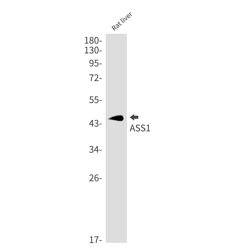 ASS1 Antibody