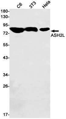 ASH2L Antibody