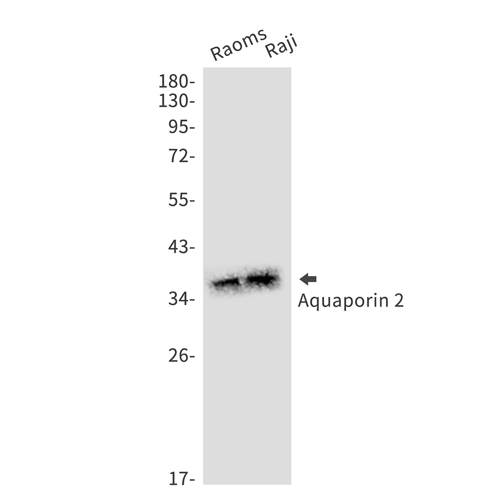 AQP2 Antibody