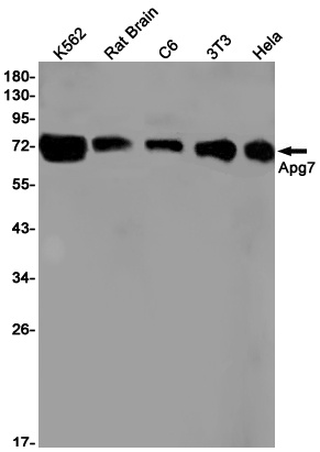 ATG7 Antibody
