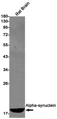 SNCA Antibody