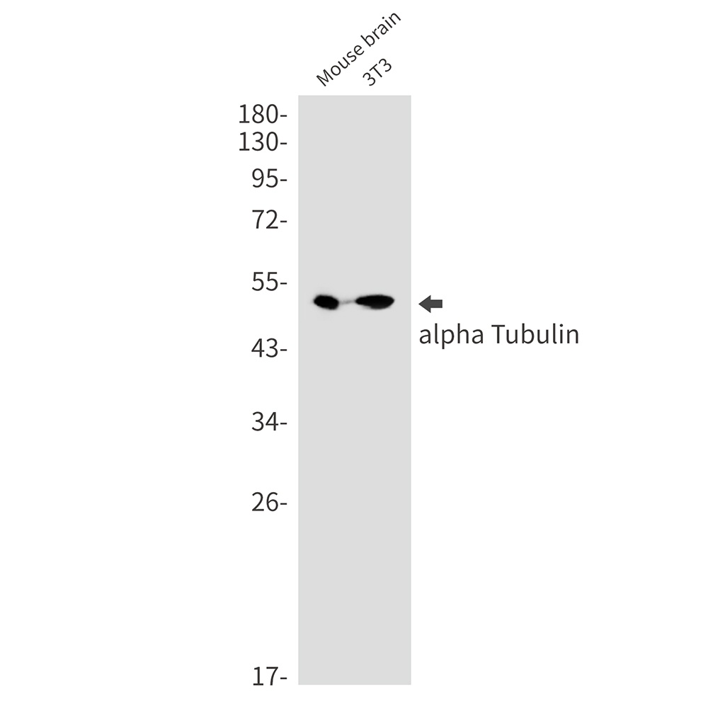 TUBA4A Antibody