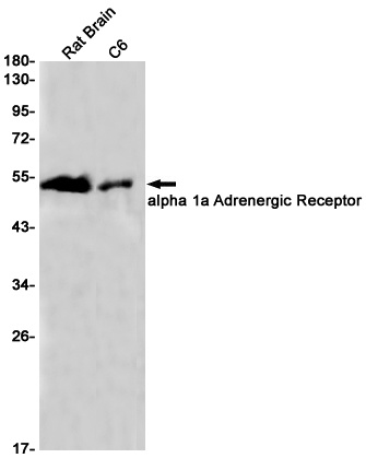 ADRA1A Antibody