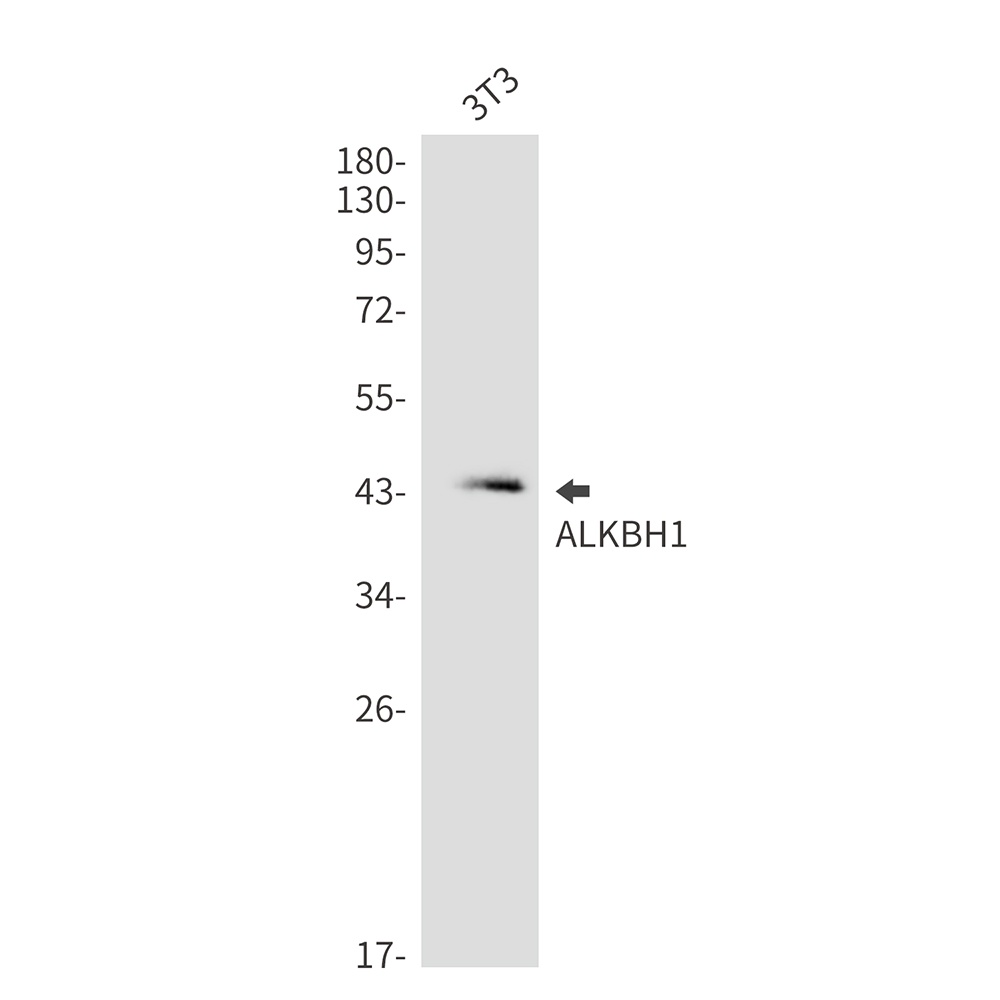 ALKBH1 Antibody