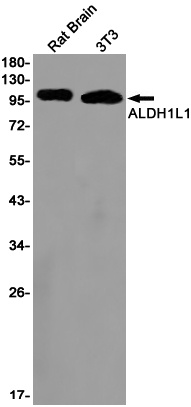 ALDH1L1 Antibody