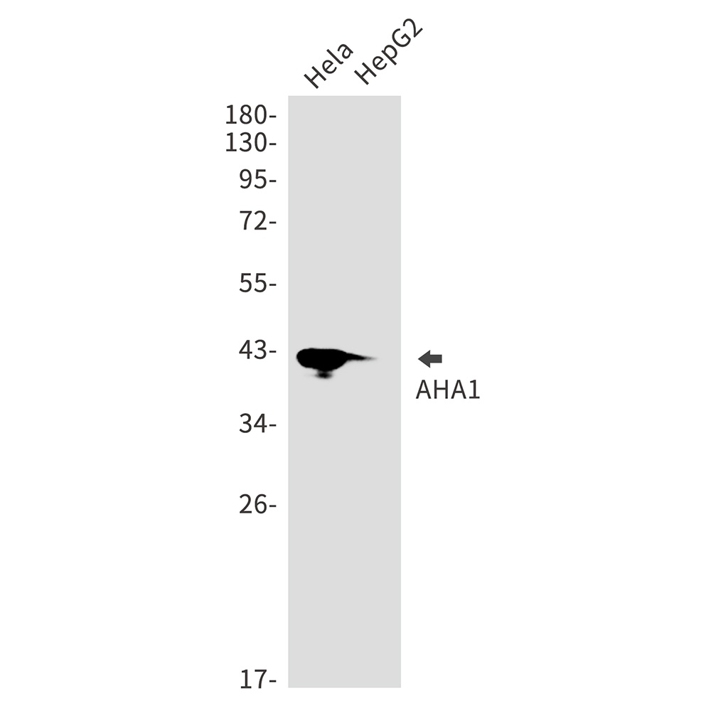 AHA1 Rabbit mAb