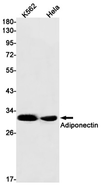 ADIPOQ Antibody
