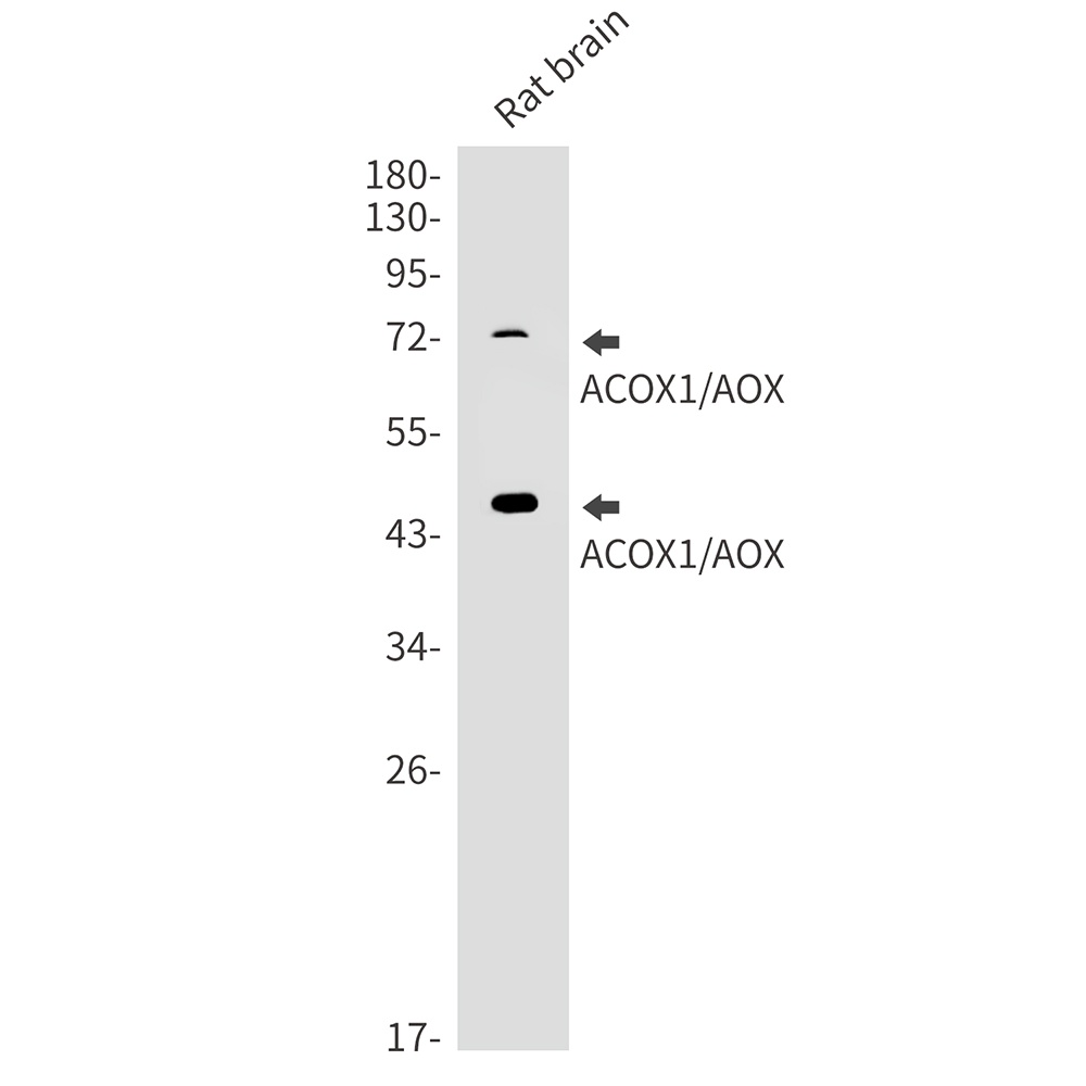Acox1 Antibody