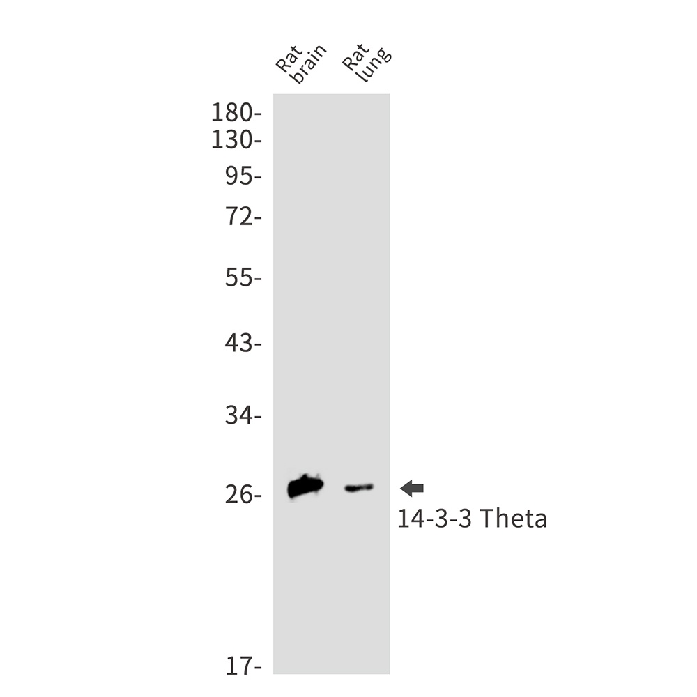 14-3-3 theta Rabbit mAb