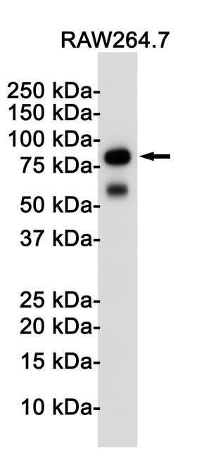 Toll-Like Receptor 2 Rabbit mAb
