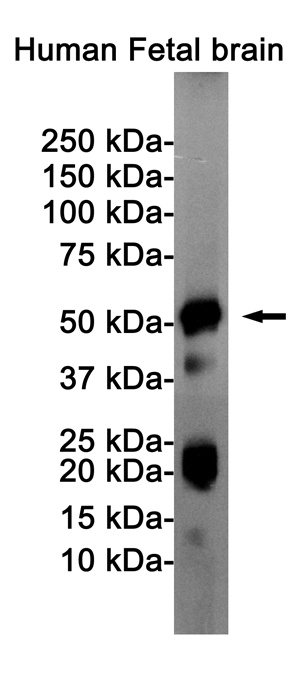 MAPT Antibody