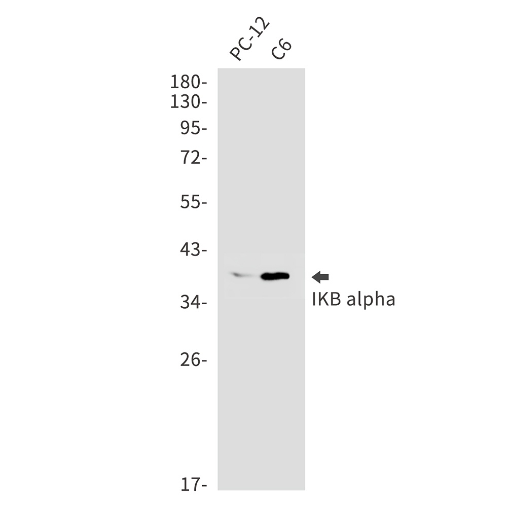 NFKBIA Antibody