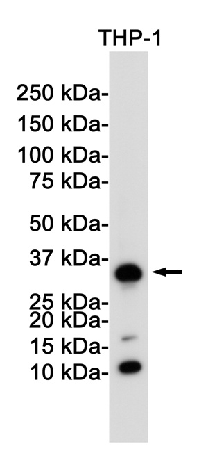 CD8 alpha Rabbit mAb