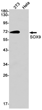 SOX9 Antibody