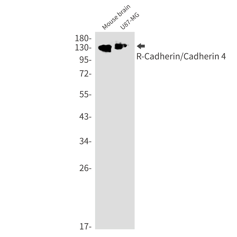 CDH4 Antibody