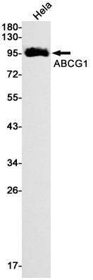 ABCG1 Antibody