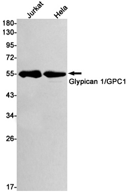 GPC1 Antibody