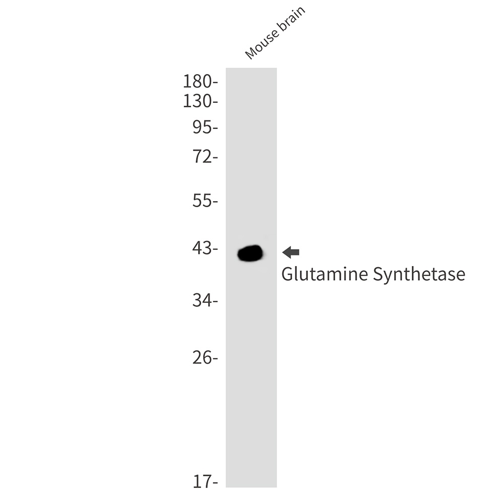 GLUL Antibody