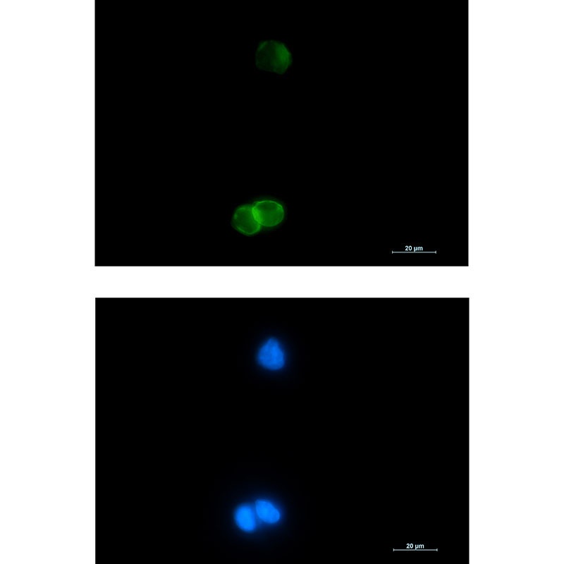 Glycophorin C Rabbit mAb