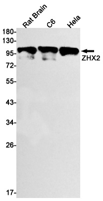 ZHX2 Antibody
