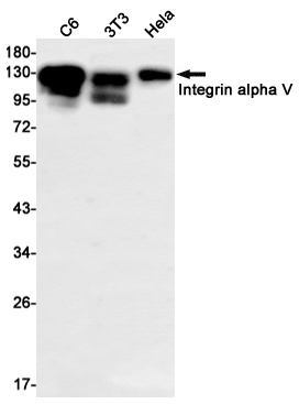 [KO] Integrin alpha V Rabbit mAb
