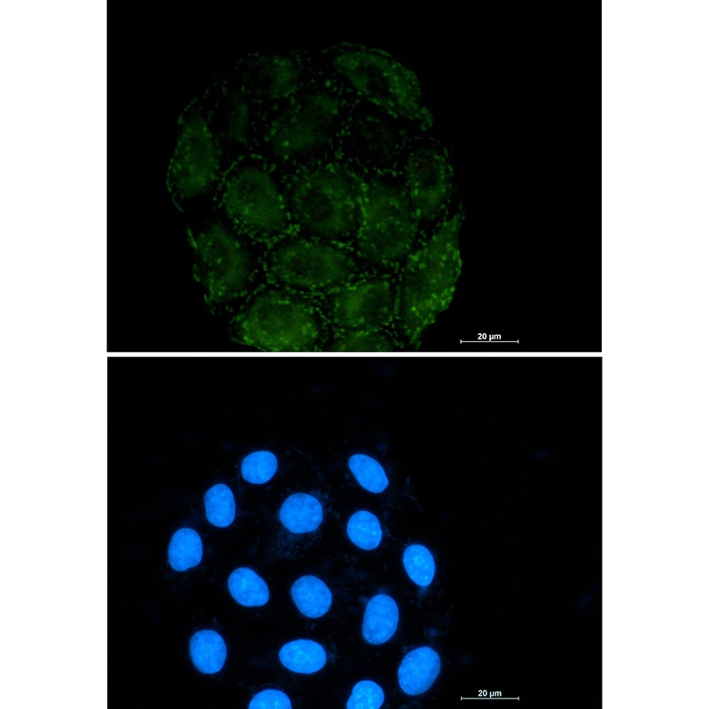 [KO] Integrin alpha V Rabbit mAb