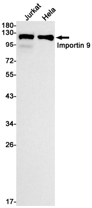 Importin 9 Rabbit mAb
